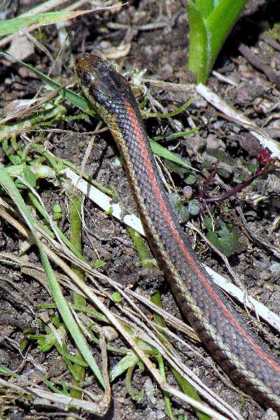 Photo of Thamnophis ordinoides by Val George